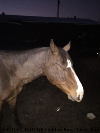 STOLEN EQUINE Golden Boy,Claire, Tony, Tex, Black Mare, Red Roan Near College Station, TX, 77845